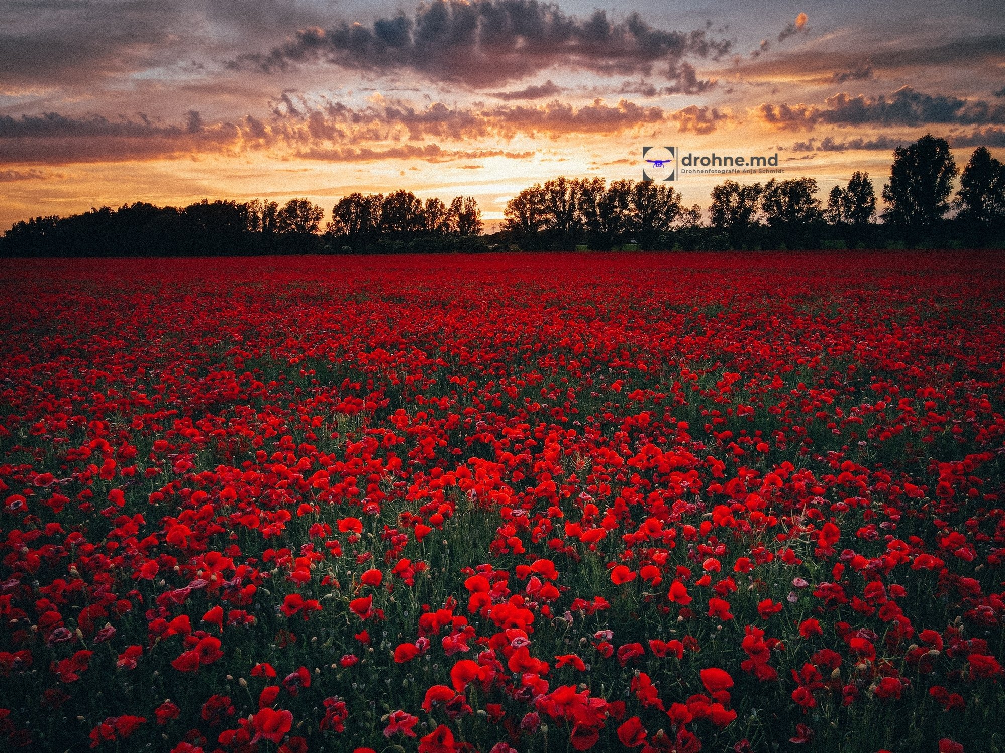 Mohnfeld bei Sonnenuntergang