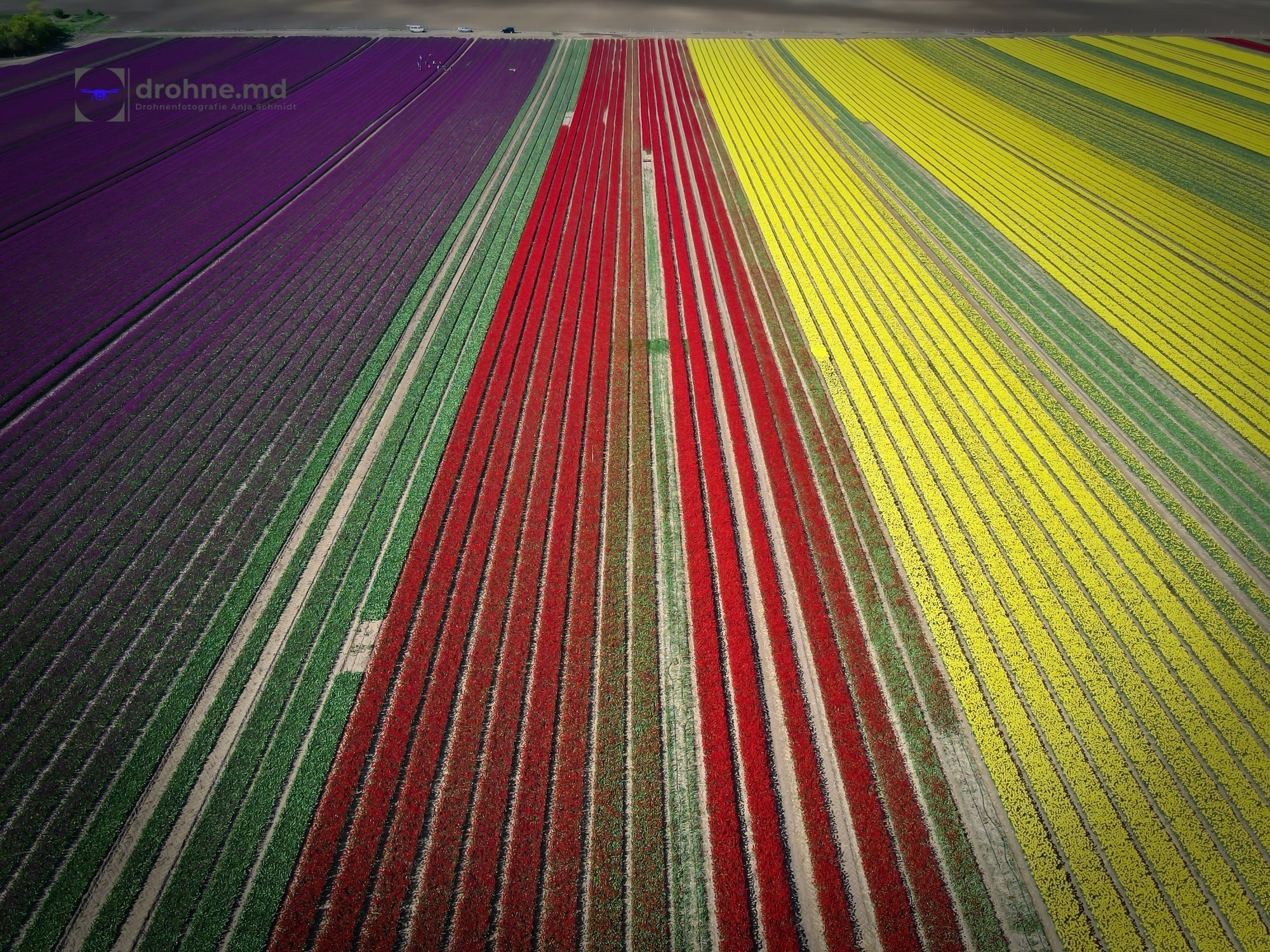 Tulpenfeld bei Schwaneberg nahe Magdeburg