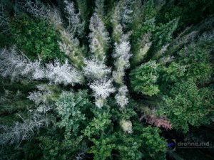 Winterwald