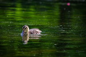 Entenküken im Teich