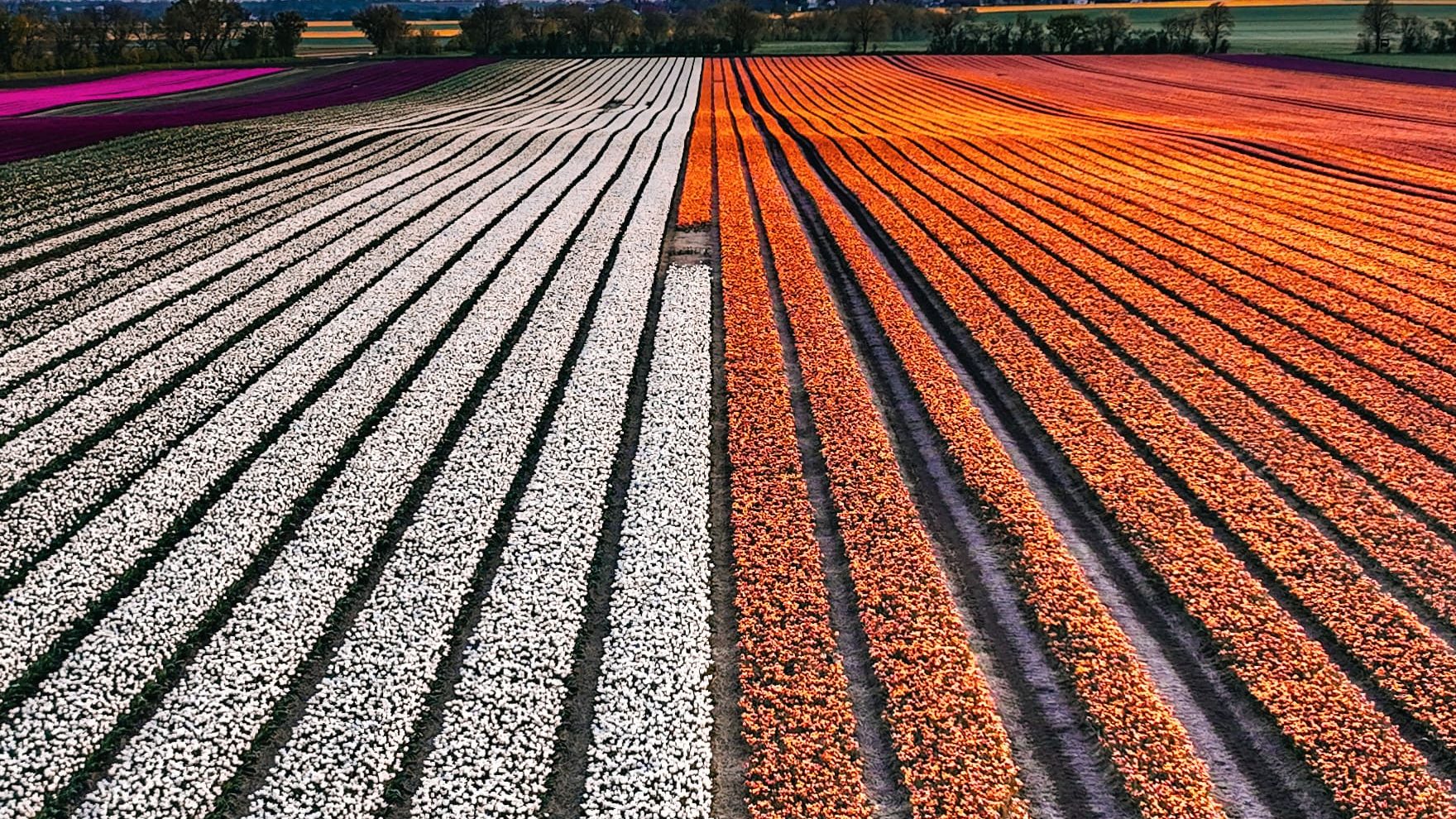 Tulpenfeld bei Schwaneberg nahe Magdeburg