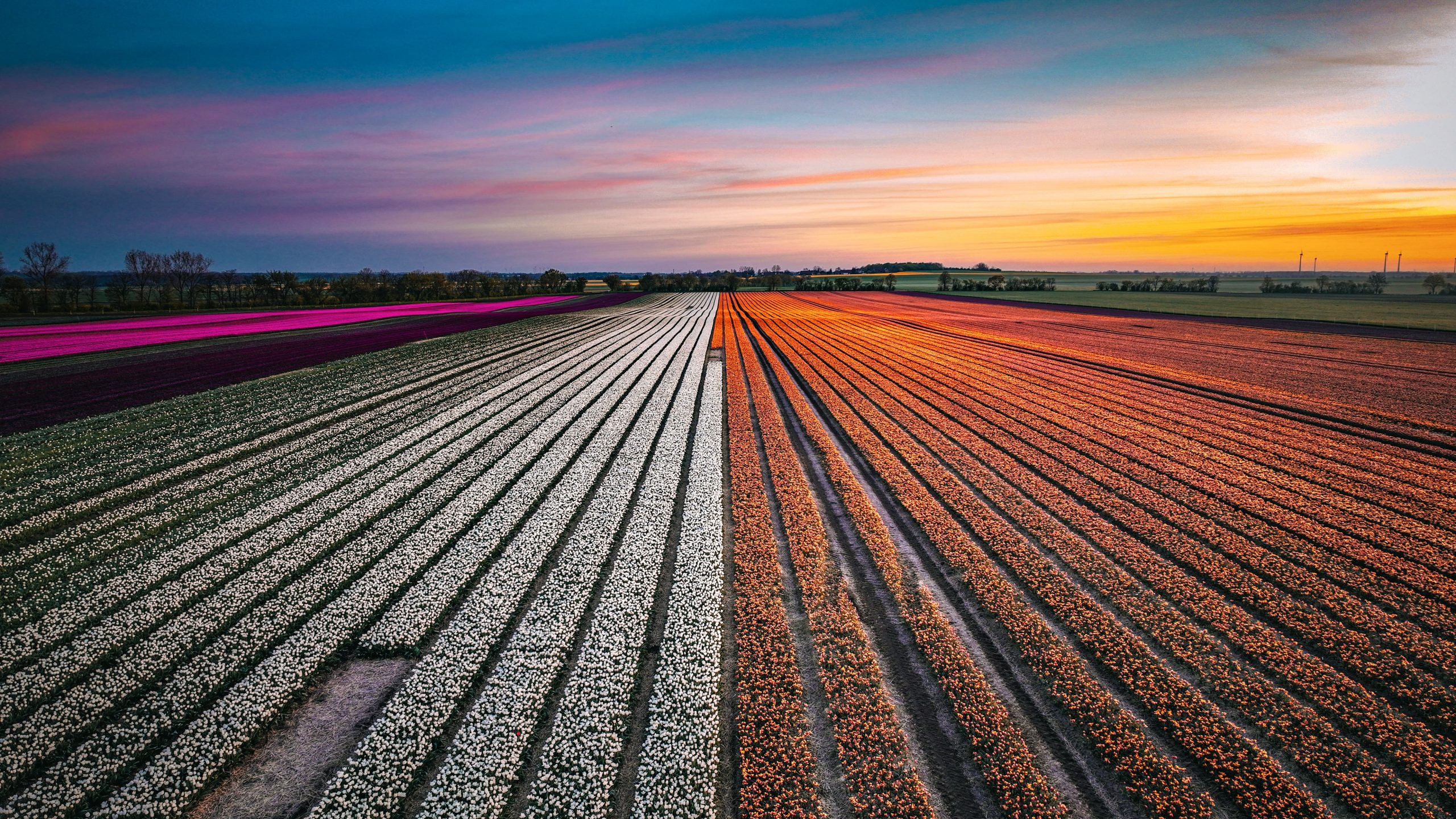 Tulpenfeld bei Schwaneberg nahe Magdeburg