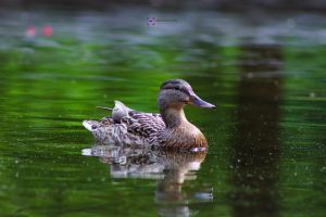 Enten im Teich