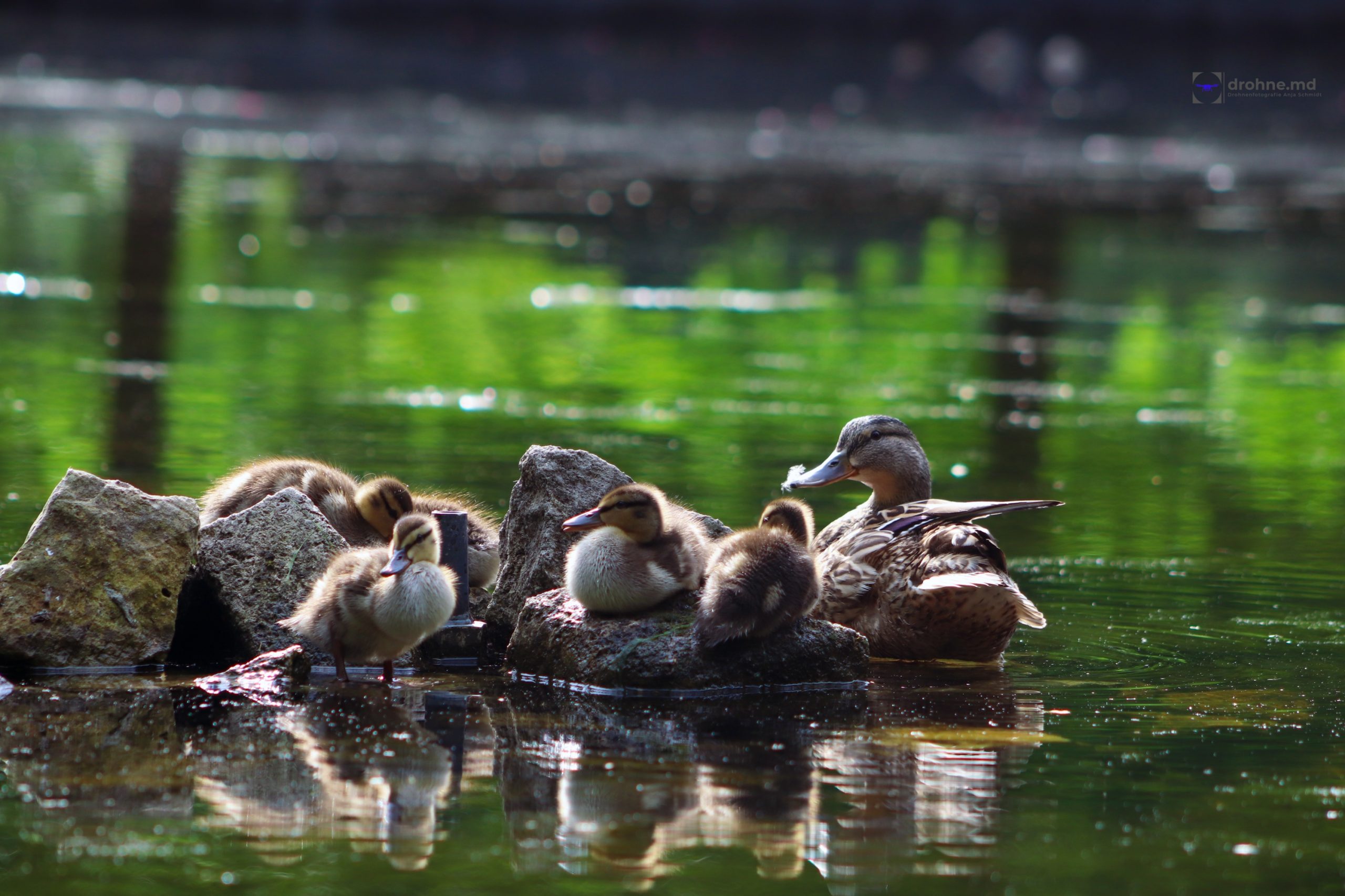 Entenfamilie im Teich