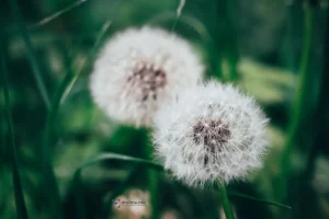 Pusteblume