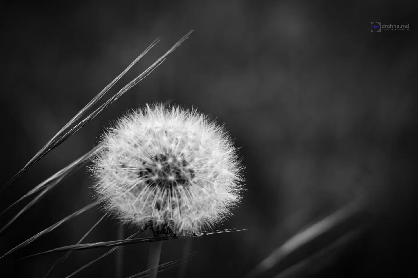 Pusteblume