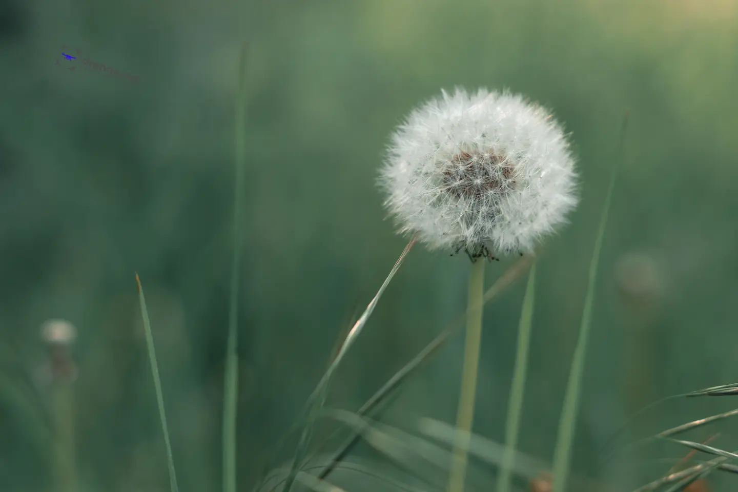Pusteblume